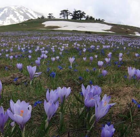 فندق La Stella Del Pollino San Lorenzo Bellizzi المظهر الخارجي الصورة